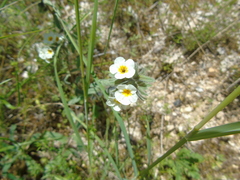 Alkanna corcyrensis