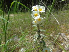 Alkanna corcyrensis
