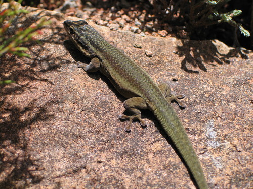 Barbour's Day Gecko