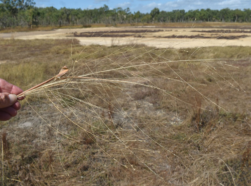 Panicum decompositum observed 2026-06-14