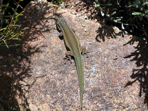 Barbour's Day Gecko