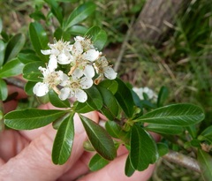 Pyracantha koidzumii