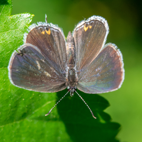 Eastern Tailed-Blue