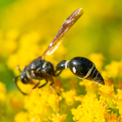 Fraternal Potter Wasp