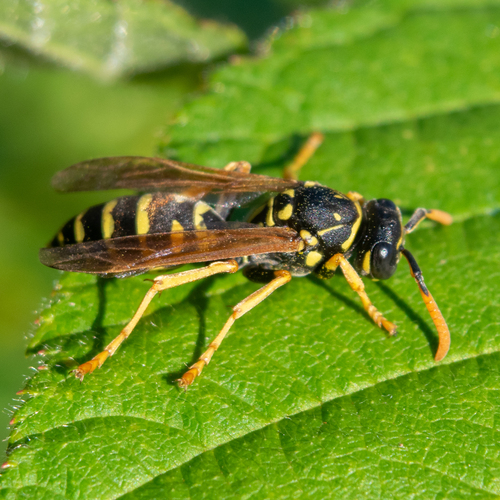 European Paper Wasp