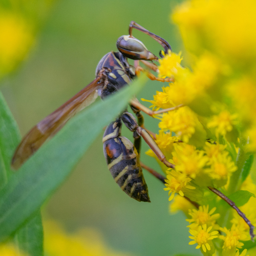 Northern Paper Wasp