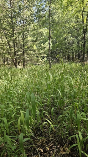 river oats