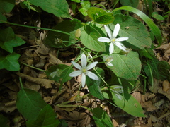 Ornithogalum collinum