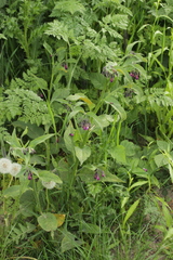 Symphytum officinale