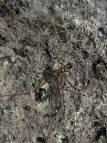 Marbled Cellar Spider