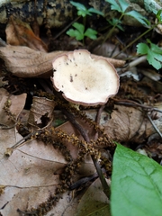Cymatoderma caperatum
