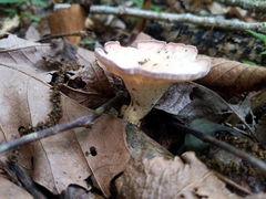 Cymatoderma caperatum