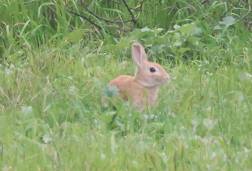 European Rabbit