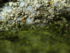 Lecanora polytropa