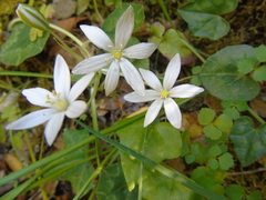 Ornithogalum collinum
