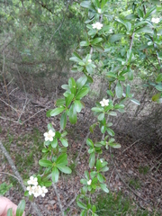 Pyracantha koidzumii