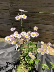 Erigeron philadelphicus