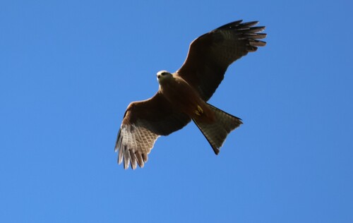 Black Kite