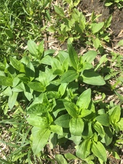Saponaria officinalis