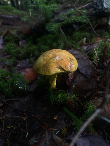 Pulveroboletus