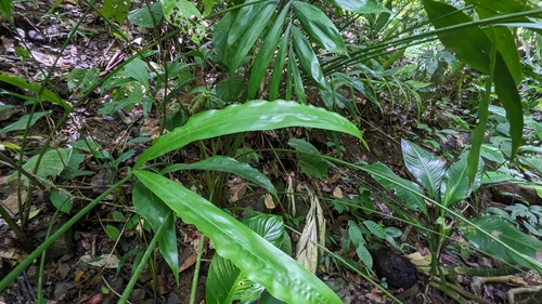 Cyclanthus bipartitus, photograph 4