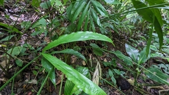 Cyclanthus bipartitus, photograph (c) Yu, some rights reserved (CC BY-SA)