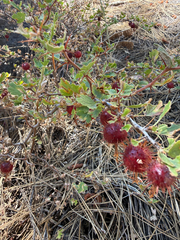 Ribes roezlii, photograph author not stated, no rights reserved