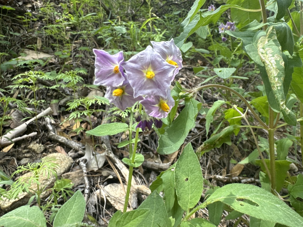 Solanum stoloniferum; photograph (c) Brynn Fricke, some rights reserved (CC BY)