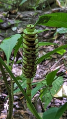 Cyclanthus bipartitus, photograph (c) Yu, some rights reserved (CC BY-SA)