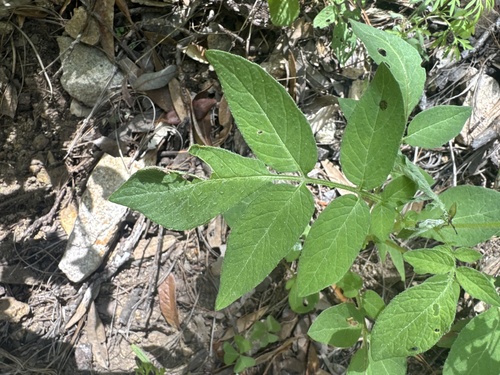 Solanum stoloniferum, photograph 1