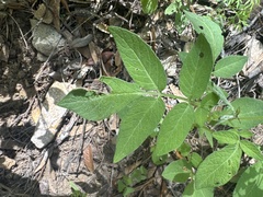 (c) Brynn Fricke, some rights reserved (CC BY) Solanum stoloniferum, photograph (c) Brynn Fricke, some rights reserved (CC BY)