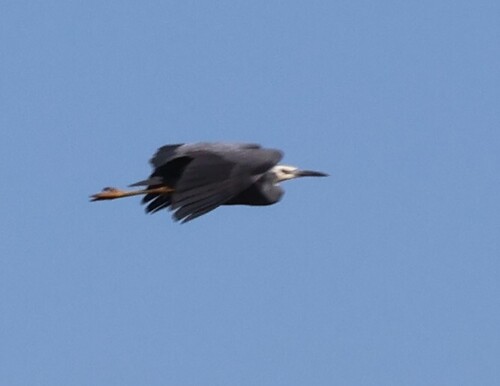 White-faced Heron