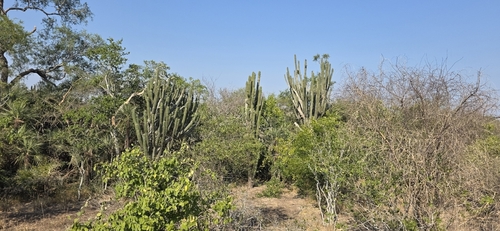 Cereus stenogonus, photograph 6