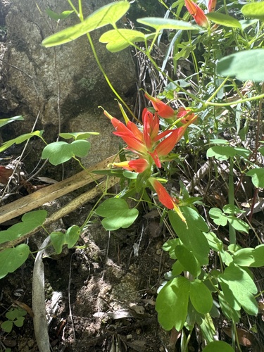 Castilleja tenuiflora