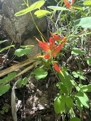 Castilleja tenuiflora