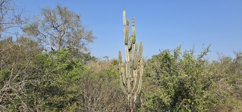 Cereus stenogonus, photograph 4