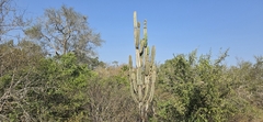 Cereus stenogonus, photograph (c) Barry Stewart, some rights reserved (CC BY)
