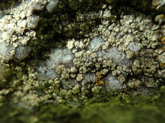 Lecanora polytropa