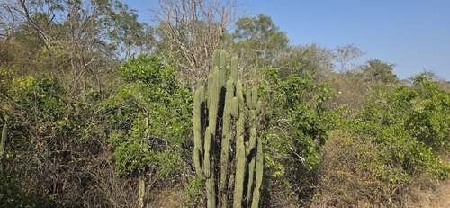 Cereus stenogonus, photograph 5