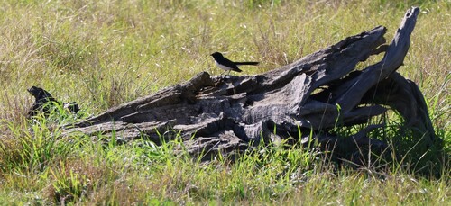 Willie Wagtail