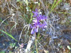 Anacamptis morio caucasica
