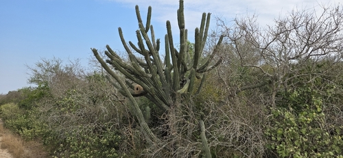 Cereus stenogonus, photograph 2
