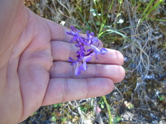 Anacamptis morio caucasica