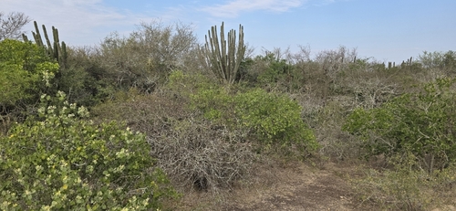 Cereus stenogonus, photograph 3
