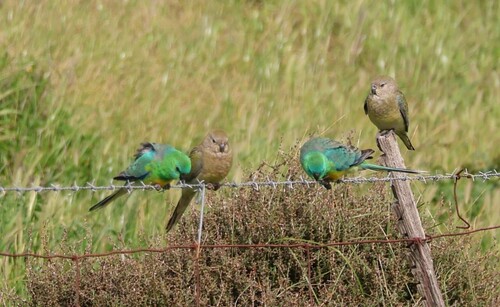 Red-rumped Parrot