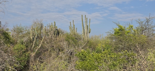 Cereus stenogonus, photograph 1