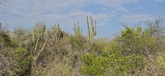 Cereus stenogonus, photograph (c) Barry Stewart, some rights reserved (CC BY)