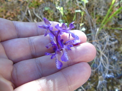 Anacamptis morio caucasica