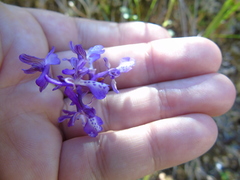 Anacamptis morio caucasica