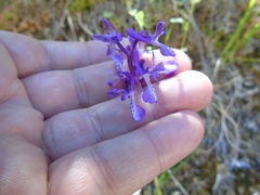 Anacamptis morio caucasica